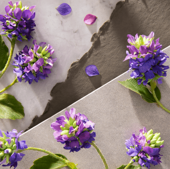 Bakuchiol – The Retinol Alternative Revolutionizing Korean Skincare - Fresh Mask Korean Beauty